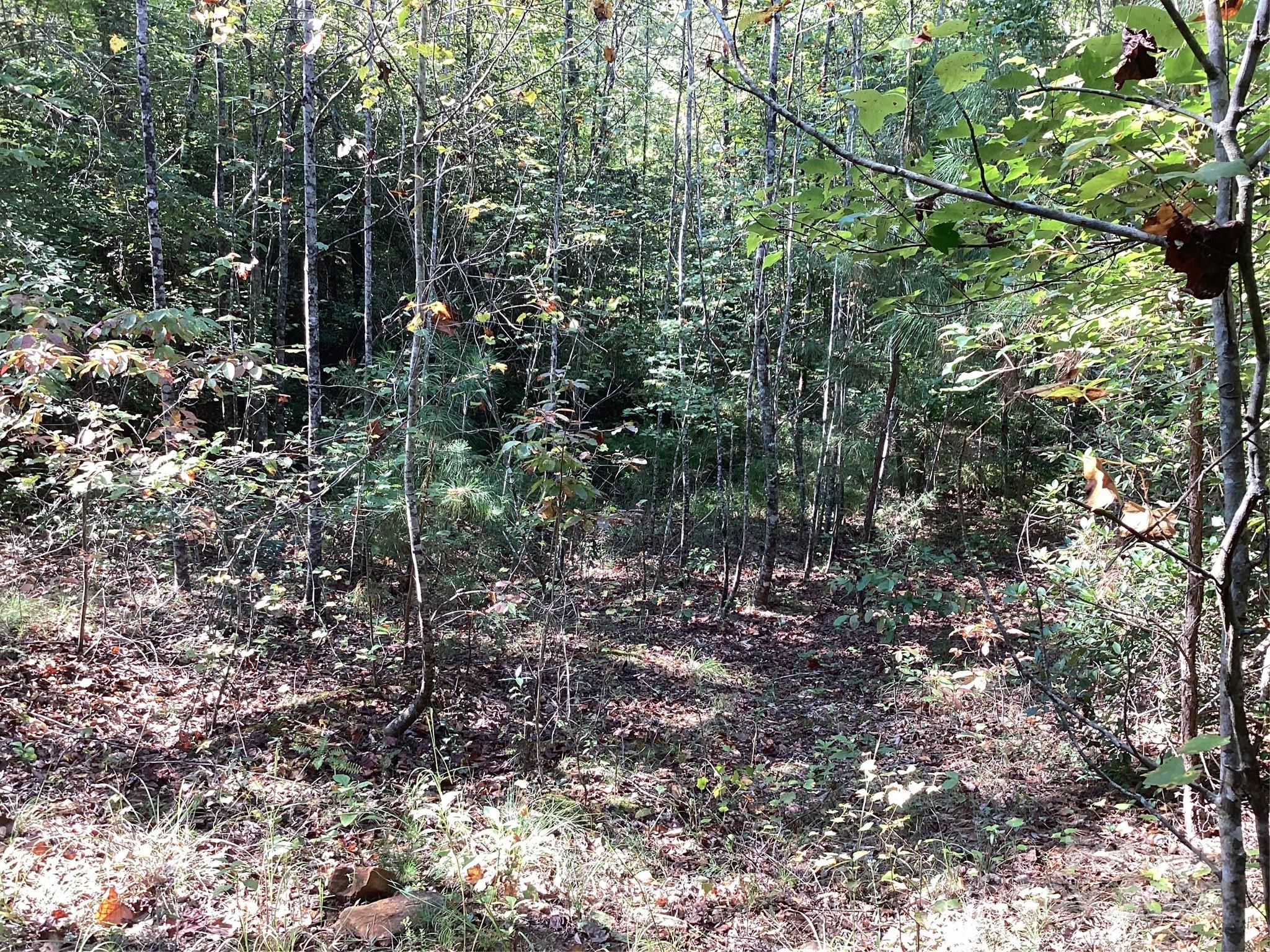 0 Chestnut Oak Trail Mill Spring, NC 28756 - Photo 21 of 37