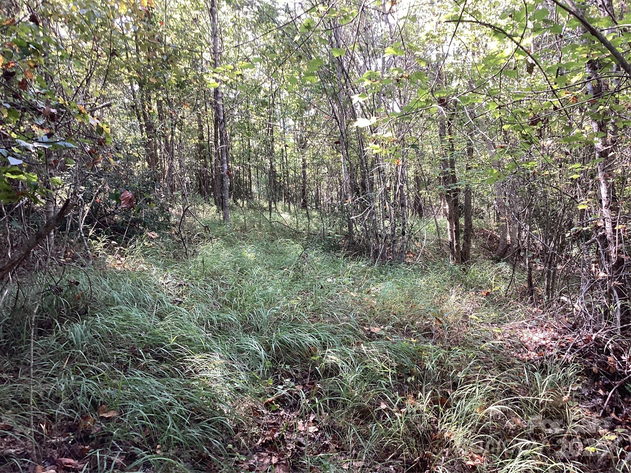 0 Chestnut Oak Trail Mill Spring, NC 28756 - Photo 28 of 37 a view of a forest with trees in the background