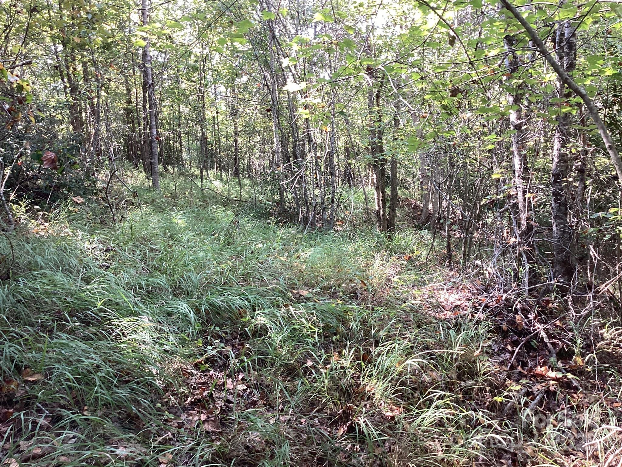 0 Chestnut Oak Trail Mill Spring, NC 28756 - Photo 29 of 37 a view of a forest with lots of trees
