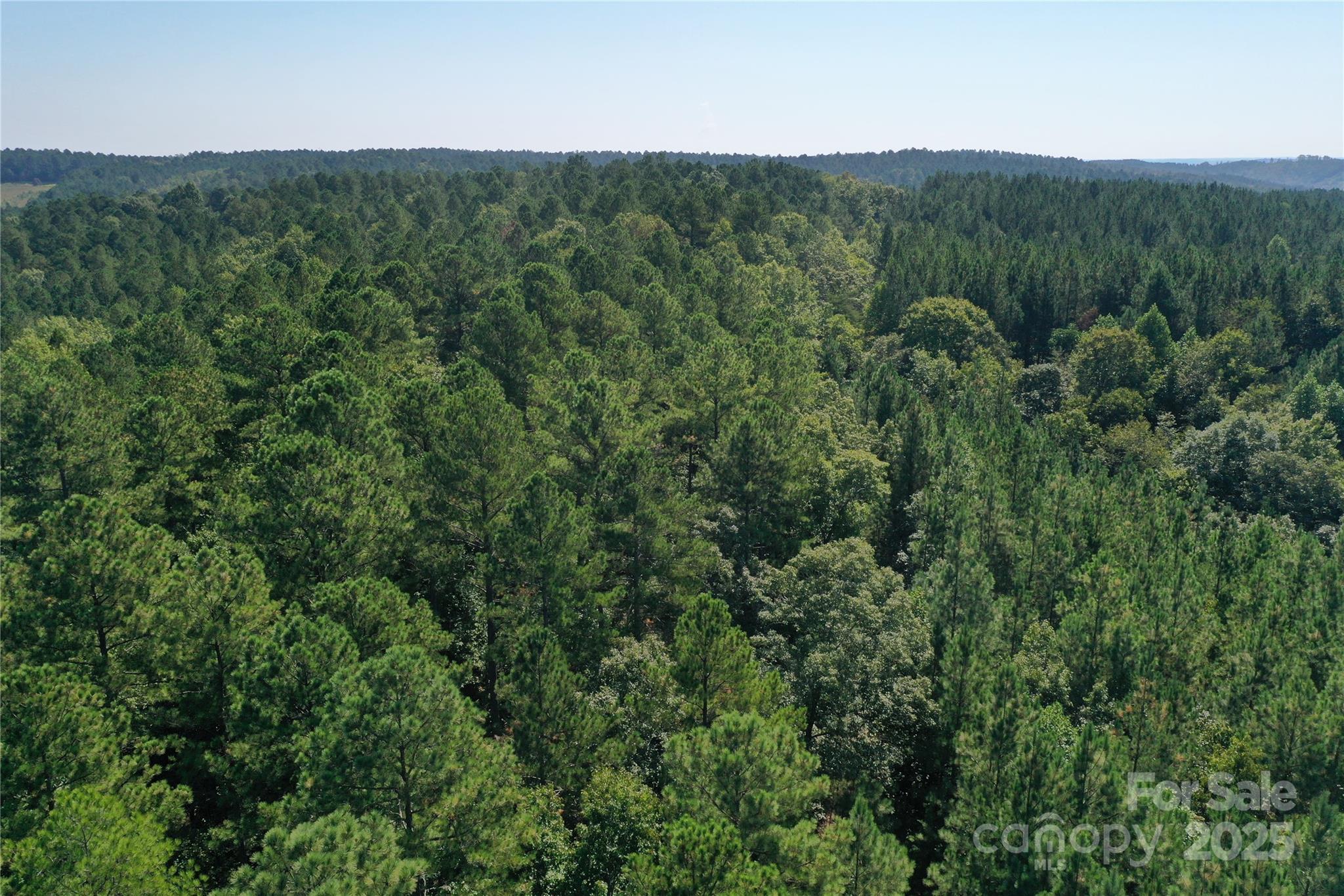 0 Chestnut Oak Trail Mill Spring, NC 28756 - Photo 34 of 37 a view of a lush green forest with lots of trees