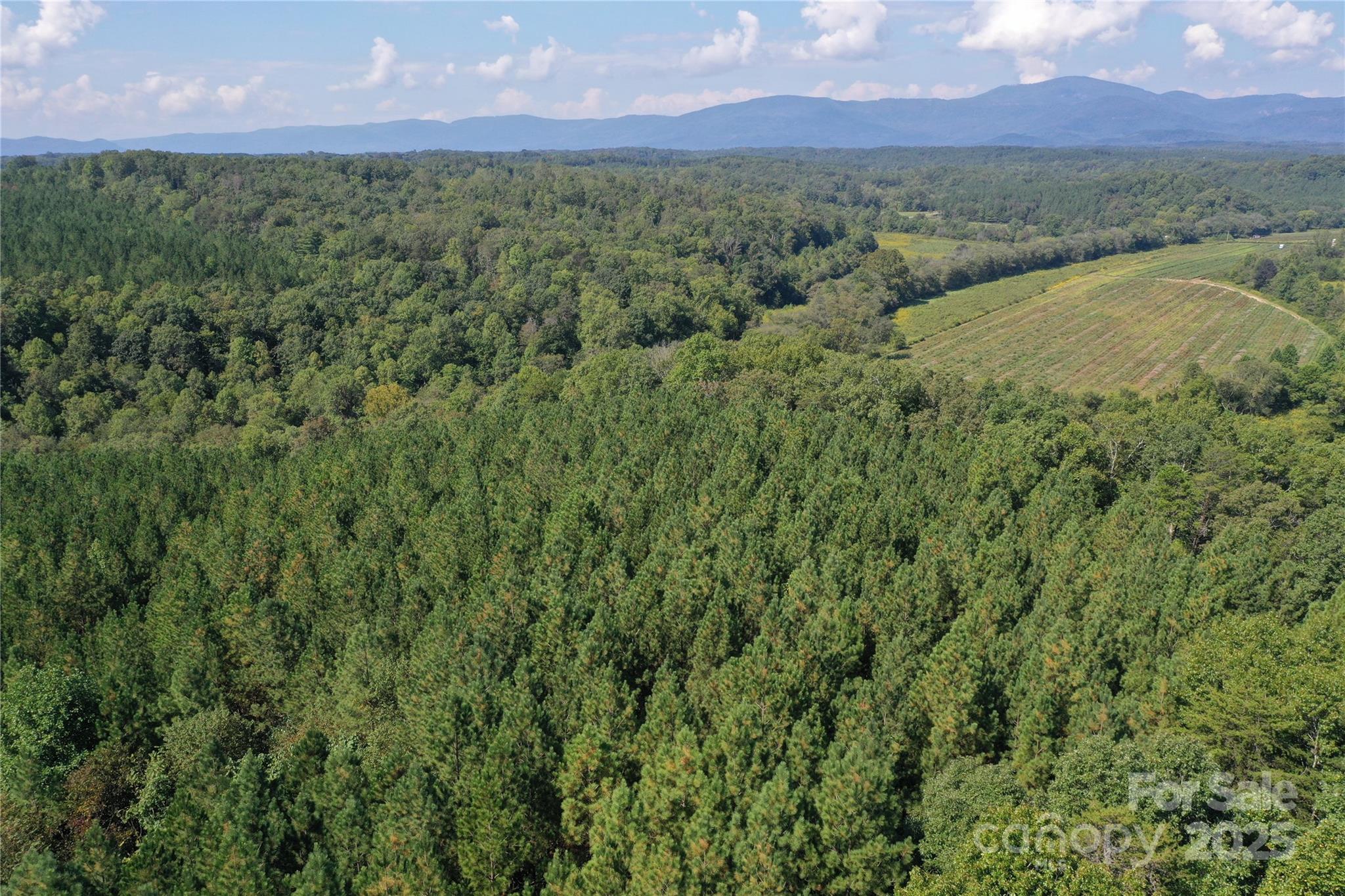 0 Chestnut Oak Trail Mill Spring, NC 28756 - Photo 37 of 37 a view of a forest with a yard