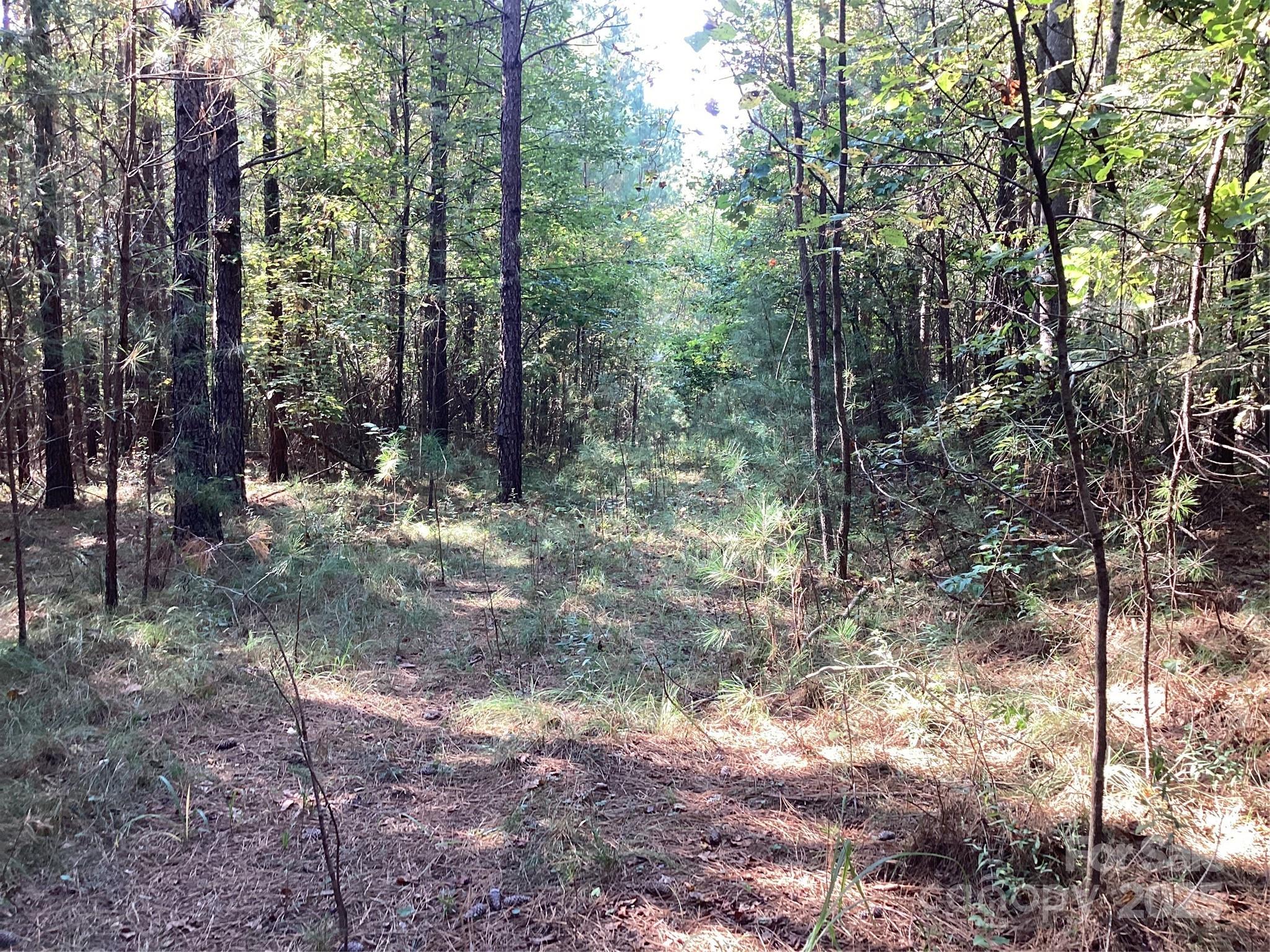 0 Chestnut Oak Trail Mill Spring, NC 28756 - Photo 7 of 37 a view of a forest with trees