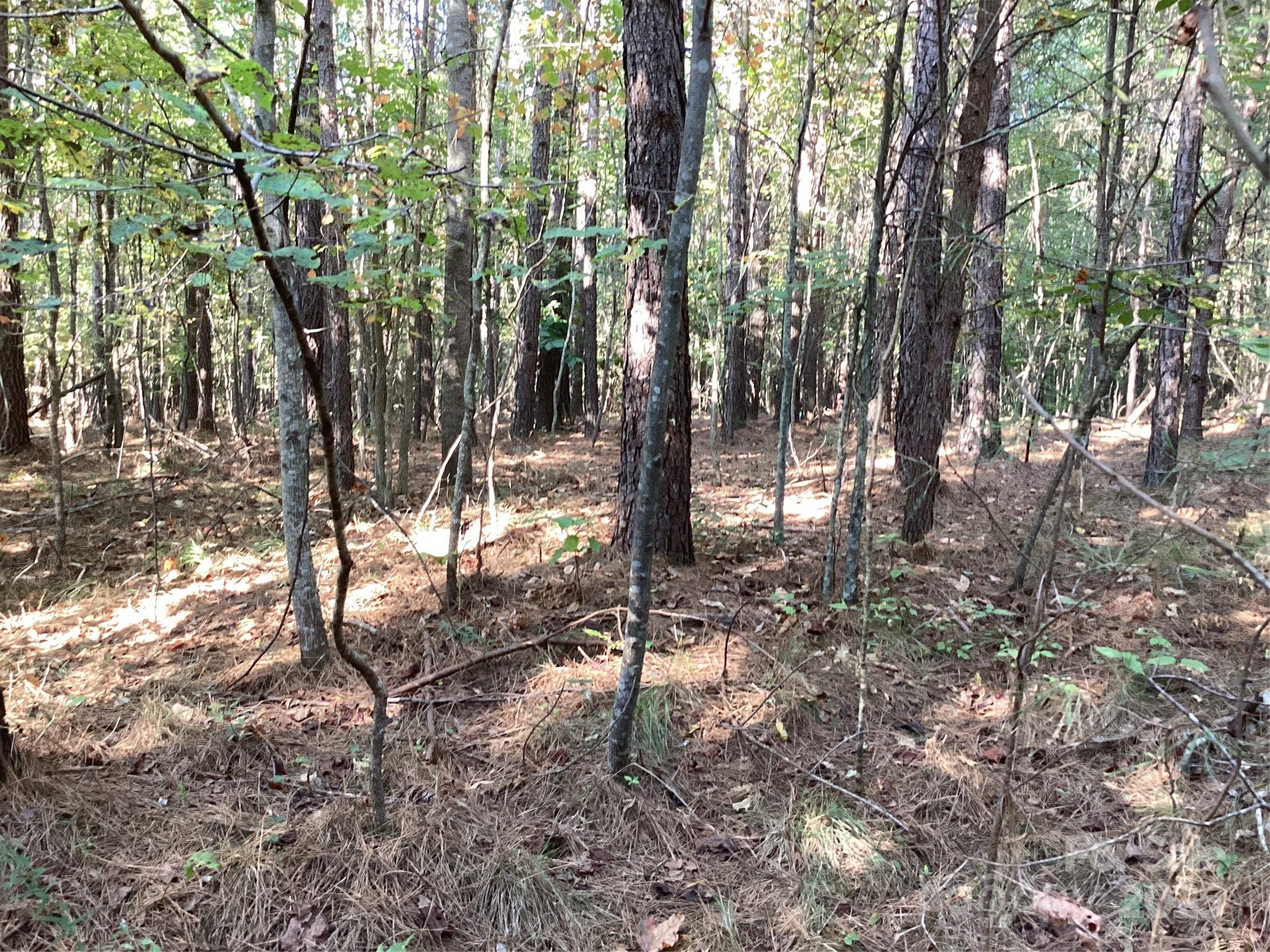 0 Chestnut Oak Trail Mill Spring, NC 28756 - Photo 8 of 37 a view of a forest filled with trees