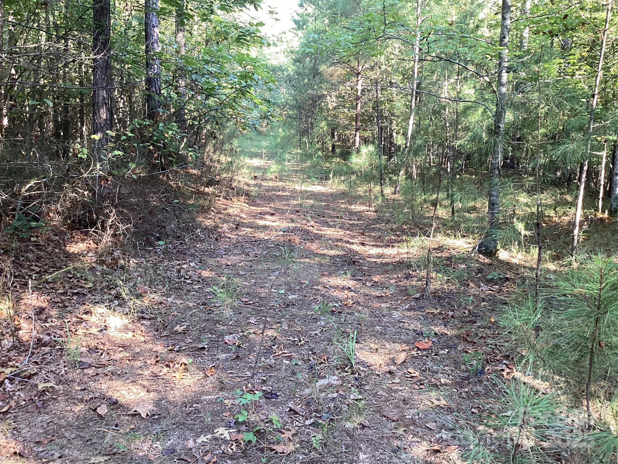 0 Chestnut Oak Trail Mill Spring, NC 28756 - Photo 9 of 37 a view of a forest with trees in the background
