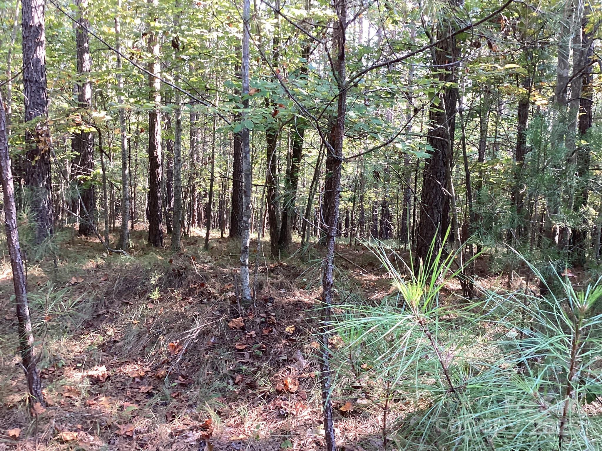0 Chestnut Oak Trail Mill Spring, NC 28756 - Photo 10 of 37 a view of outdoor space and tree