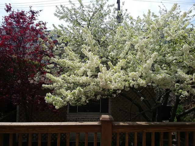 1457 West Rascher Avenue Chicago, IL 60640 - Photo 18 of 22 a view of a yard