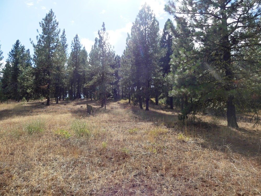 Lot 24 Timber Ridge Drive, Unit 24 New Meadows, ID 83654 - Photo 5 of 17