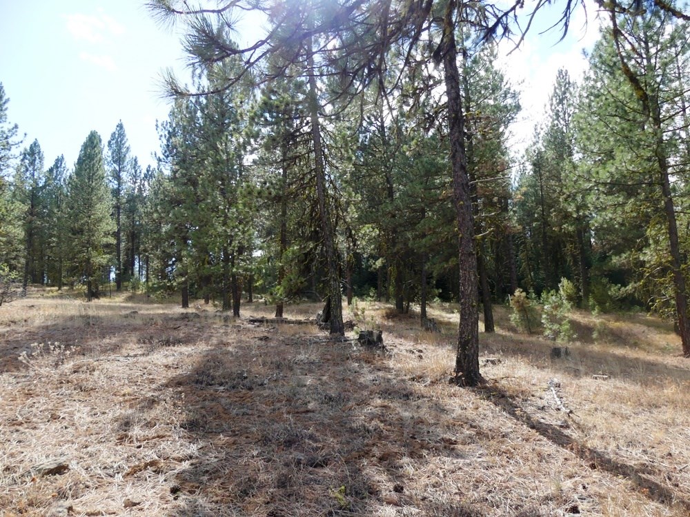 Lot 24 Timber Ridge Drive, Unit 24 New Meadows, ID 83654 - Photo 9 of 17