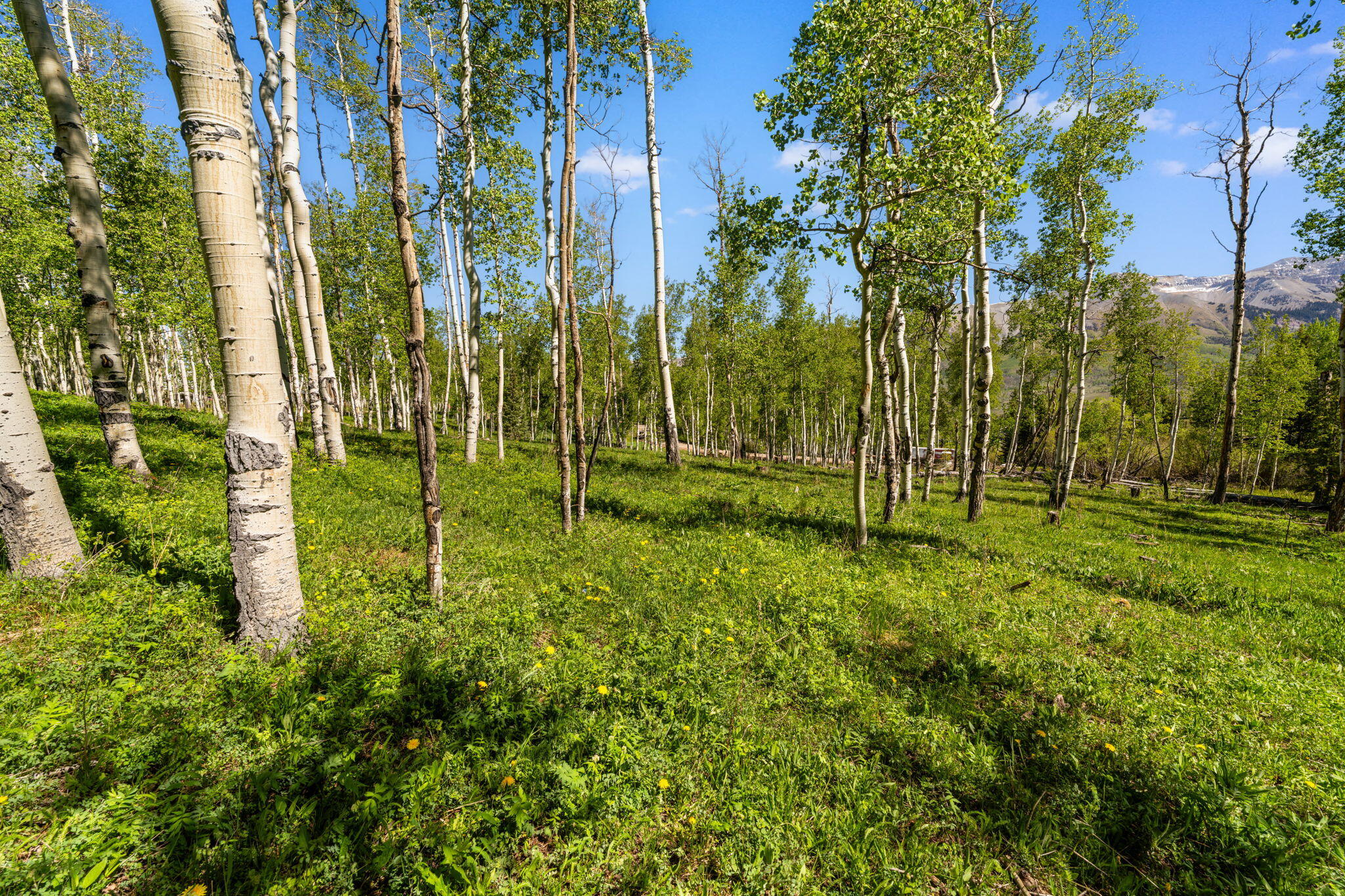 Tbd Wapiti Road Telluride, CO 81435 - Photo 5 of 20 Wapiti Lot 37