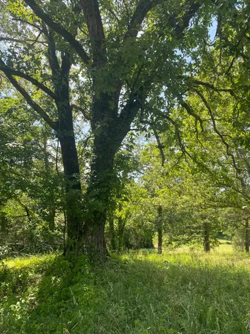 a view of a green yard