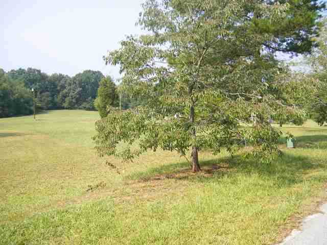 Tbd Phillips McCall Road Greer, SC 29651 - Photo 3 of 3 Gallery Image 3