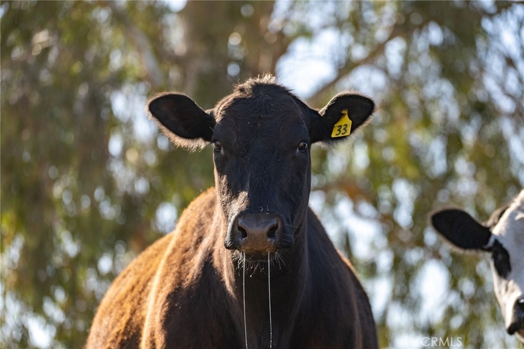 2500 Shandon Shandon, CA 93461 - Photo 21 of 40 a view of a tree