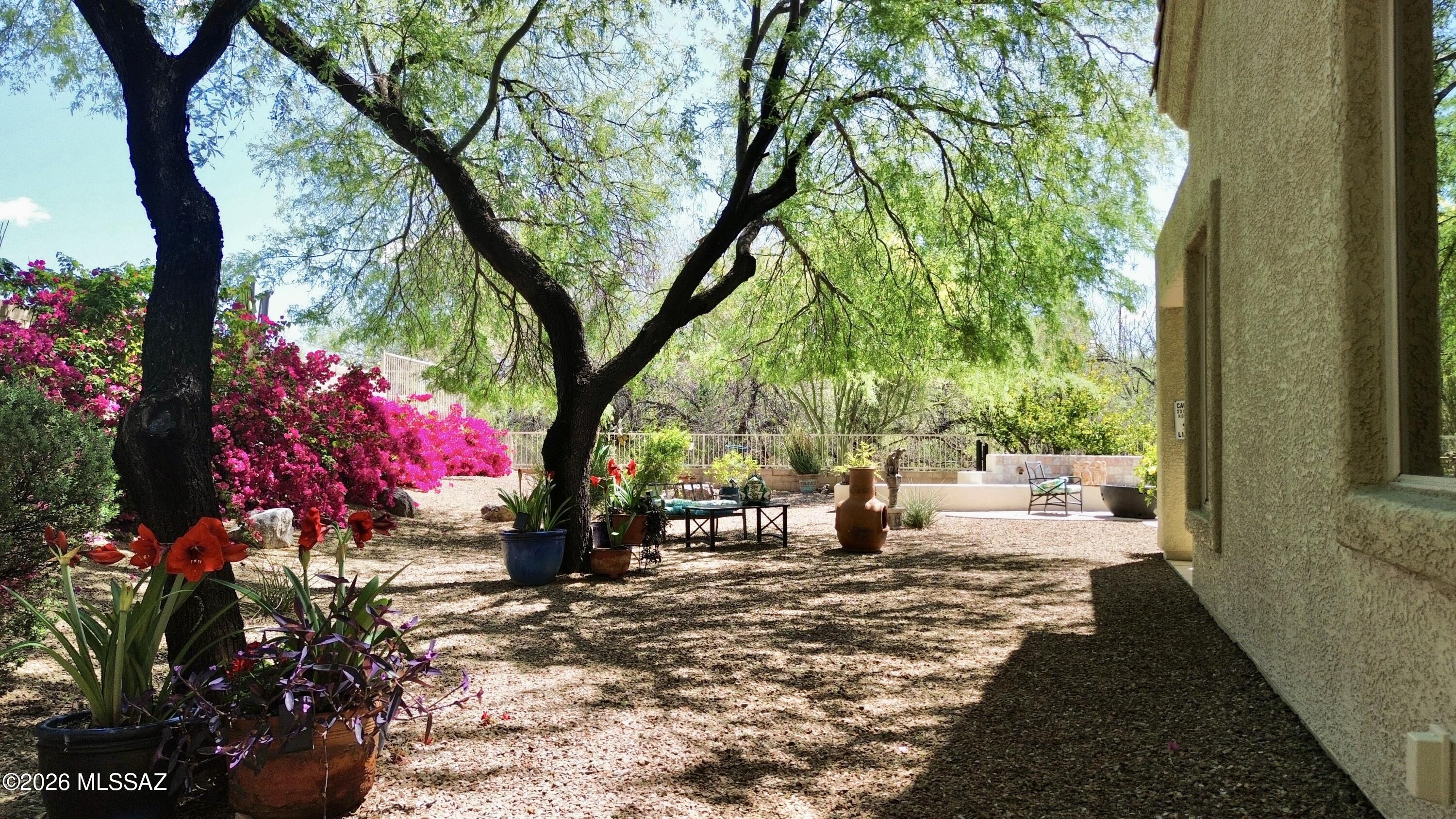 5202 Spring View Drive Tucson, AZ 85749 - Photo 9 of 49 a view of a bench in a yard
