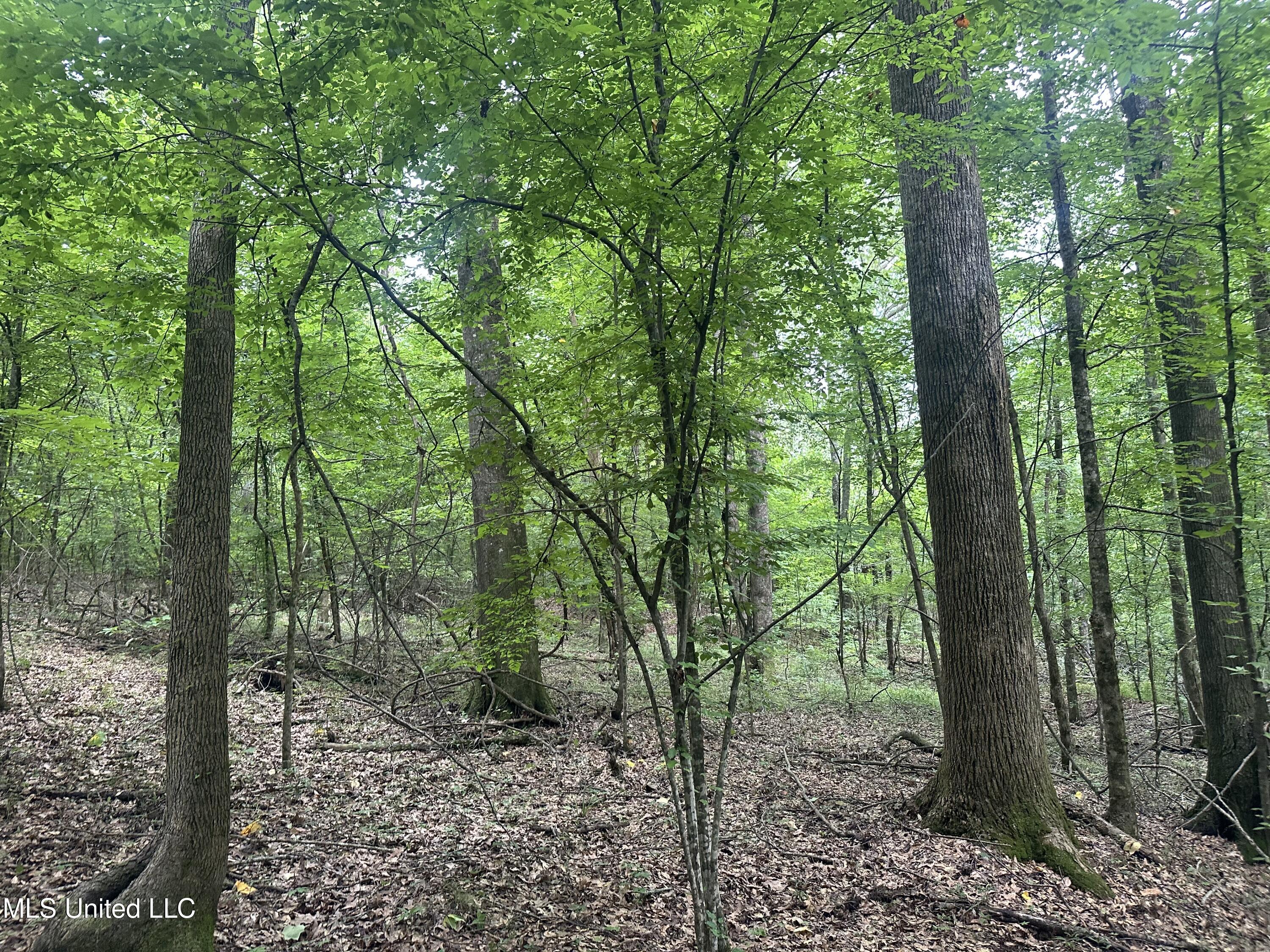 Gessler Road Benton, MS 39039 - Photo 6 of 6 Photo May 20 2025, 12 21 21 PM