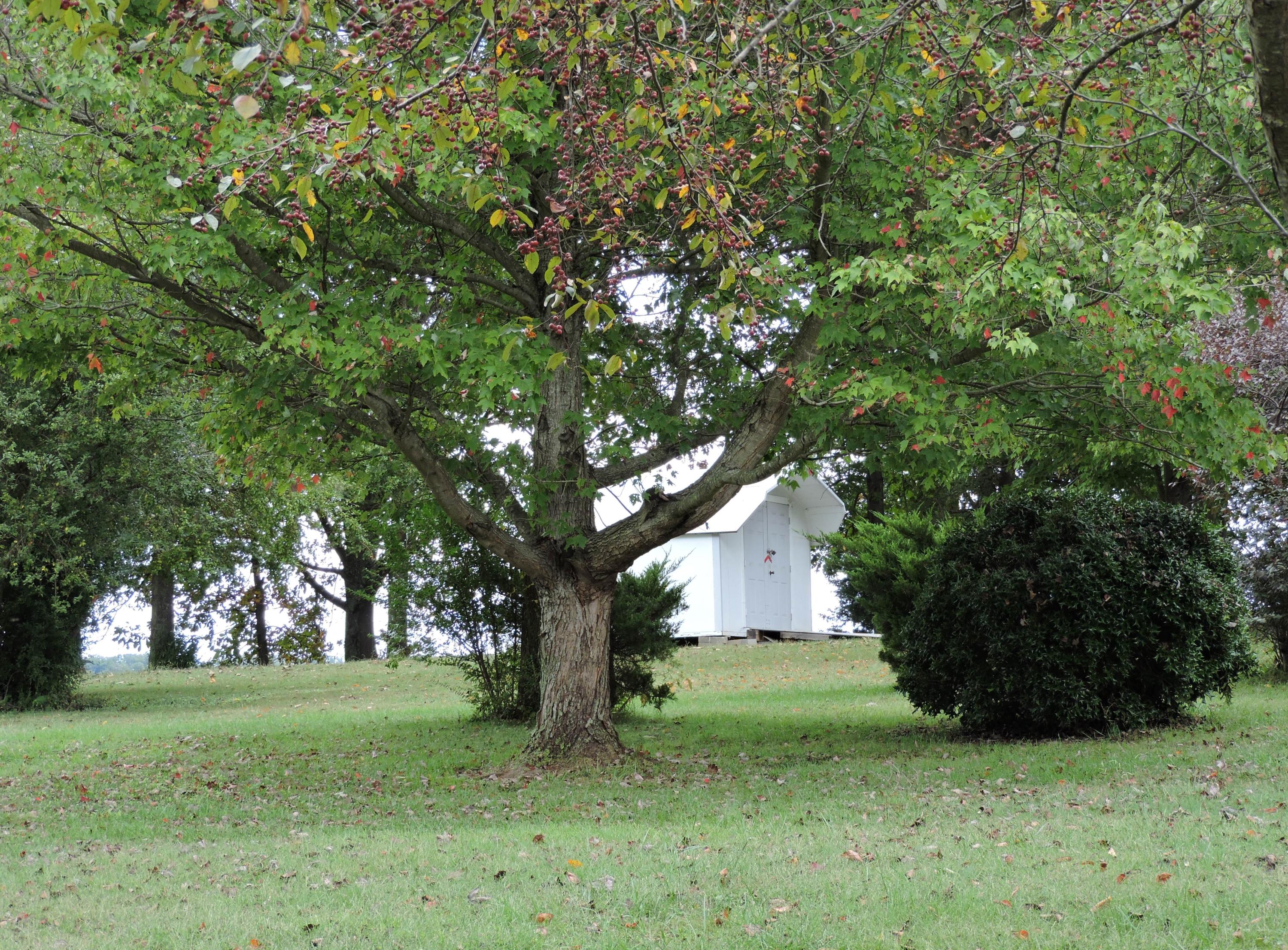 2225 Valley Home Road Talbott, TN 37877 - Photo 33 of 33 DSCN0317