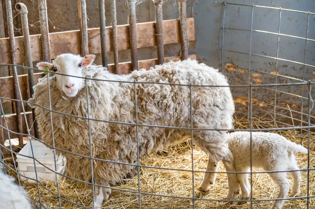 $975,000 | 338 Johnson Road, Marshfield, VT 05658