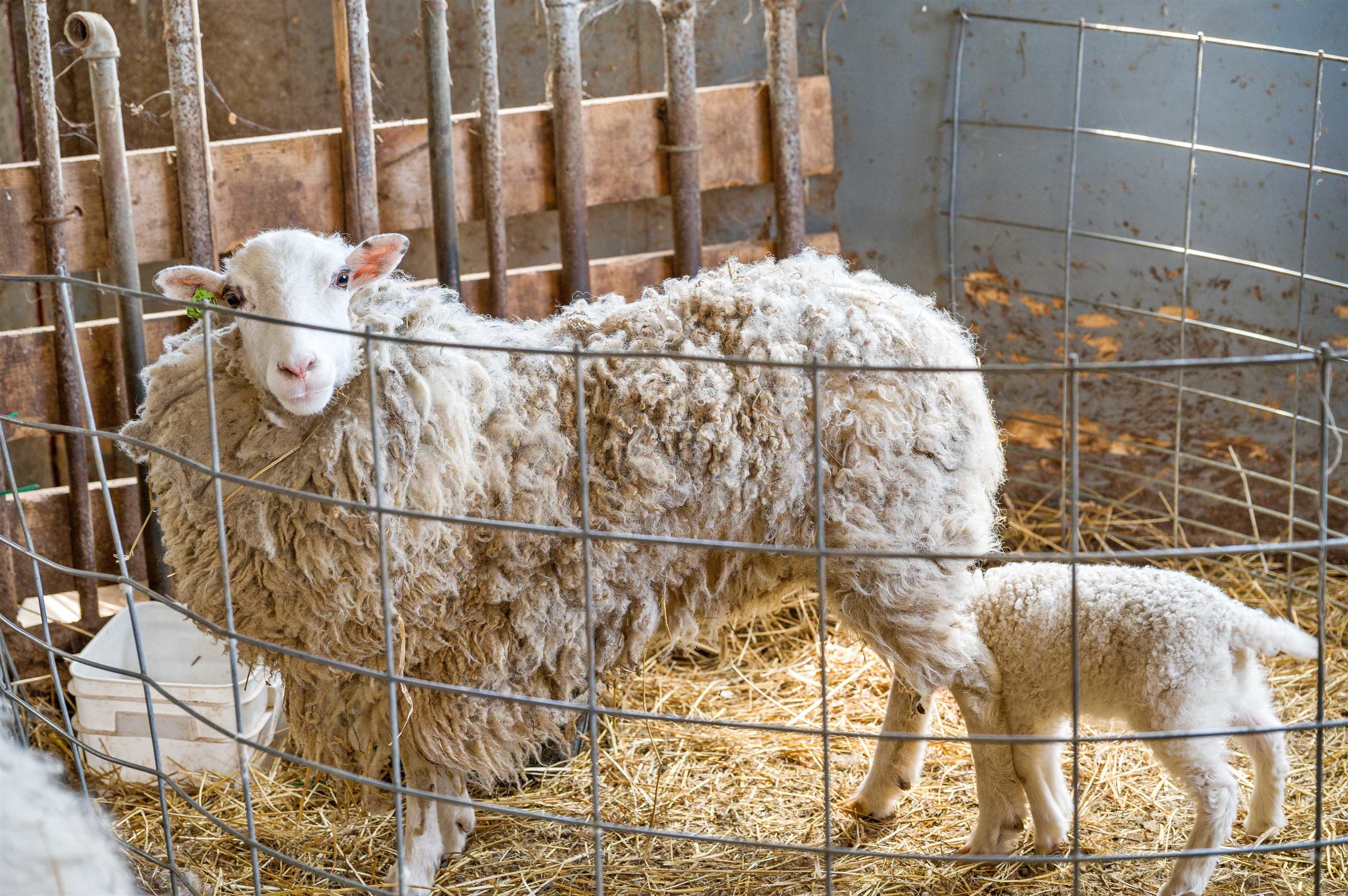 338 Johnson Road Marshfield, VT 05658 - Photo 29 of 45