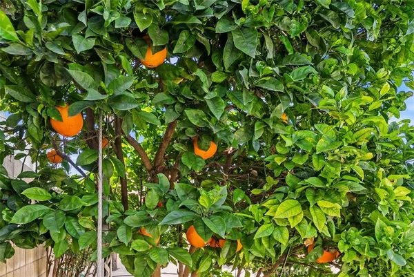 a backyard of a house with lots of green space