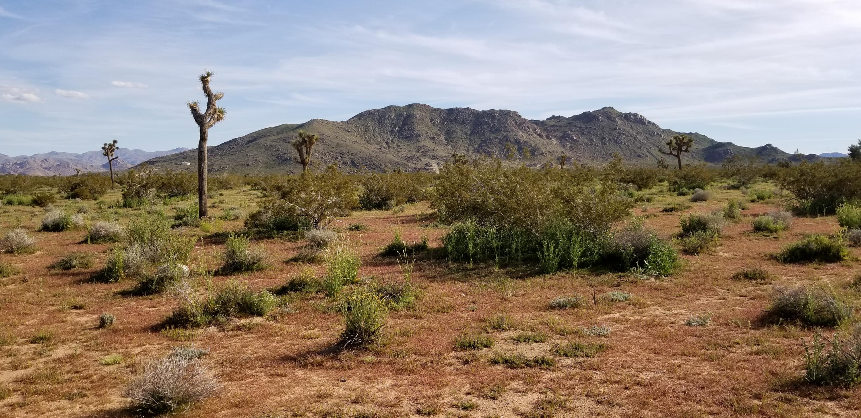 3145 Sunny Vista Road Joshua Tree, CA 92252 - Photo 1 of 18 20190322_162125