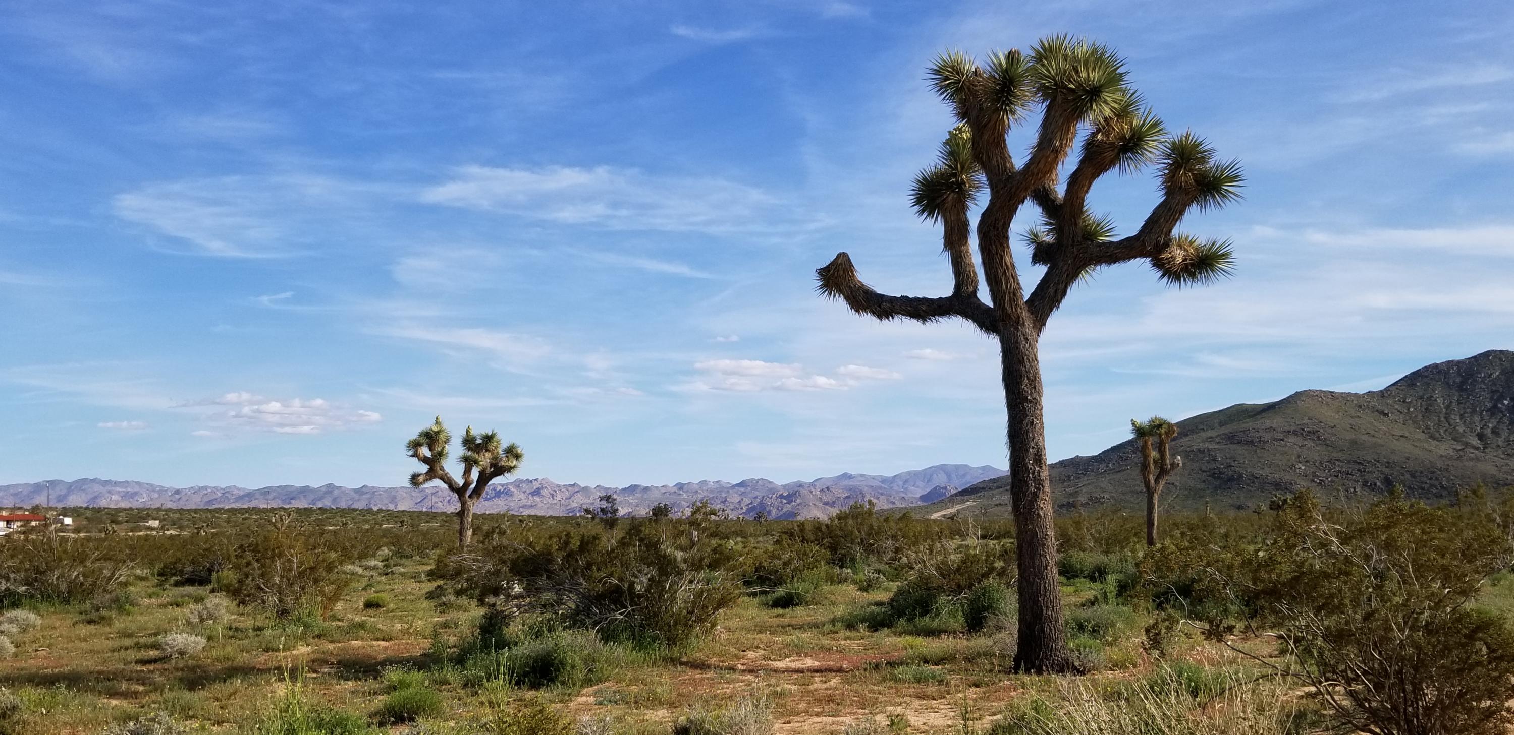 3145 Sunny Vista Road Joshua Tree, CA 92252 - Photo 2 of 18 20190322_162408