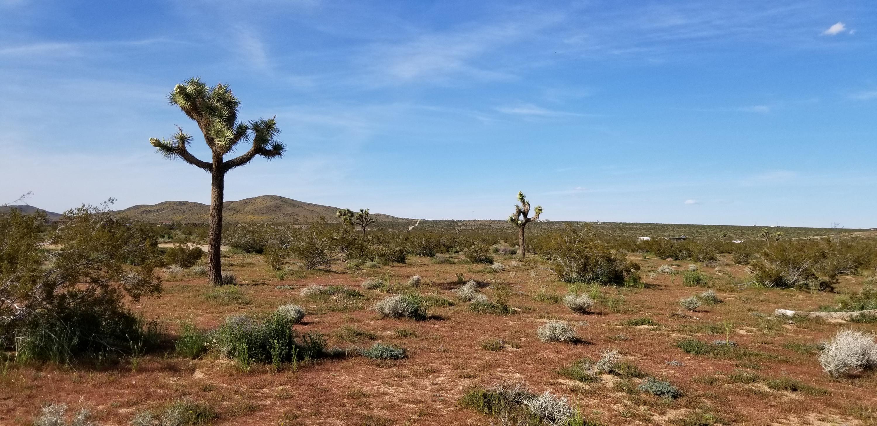 3145 Sunny Vista Road Joshua Tree, CA 92252 - Photo 4 of 18 20190322_161939