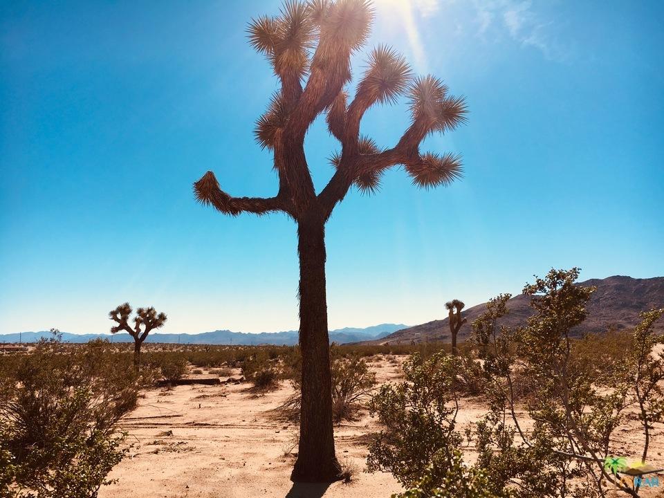 3145 Sunny Vista Road Joshua Tree, CA 92252 - Photo 6 of 18 sunny vista15