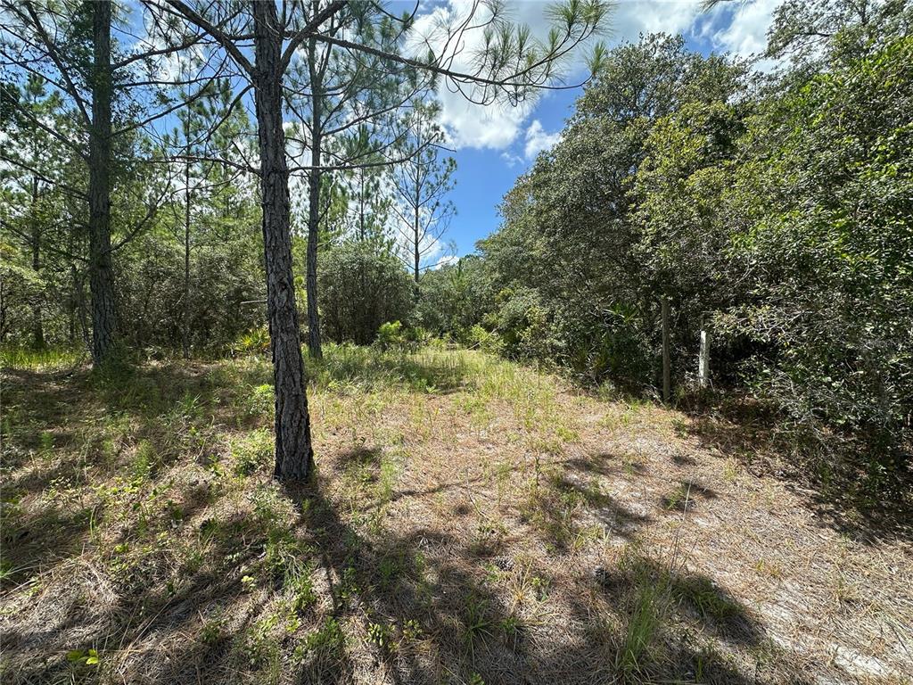 796 Fisher Road Ocklawaha, FL 32179 - Photo 1 of 7 a view of a yard with plants