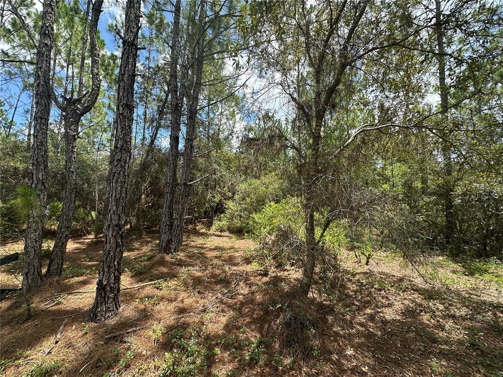 796 Fisher Road Ocklawaha, FL 32179 - Photo 3 of 7 a view of mountain view with lots of trees