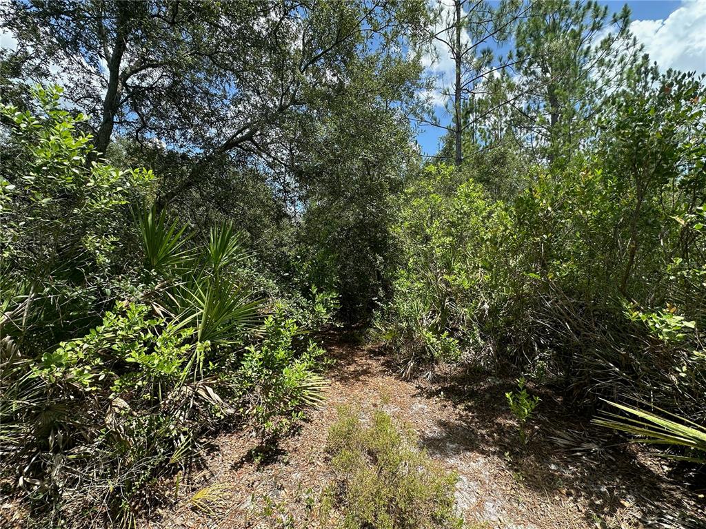 796 Fisher Road Ocklawaha, FL 32179 - Photo 4 of 7 a view of a forest with a tree