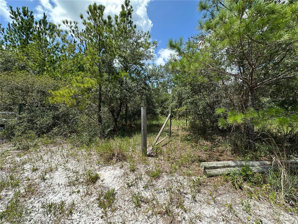 796 Fisher Road Ocklawaha, FL 32179 - Photo 5 of 7 a view of a forest with a tree