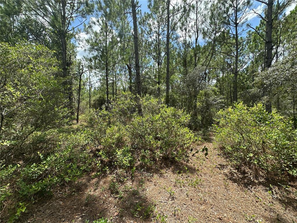 796 Fisher Road Ocklawaha, FL 32179 - Photo 6 of 7 a view of a yard with a tree