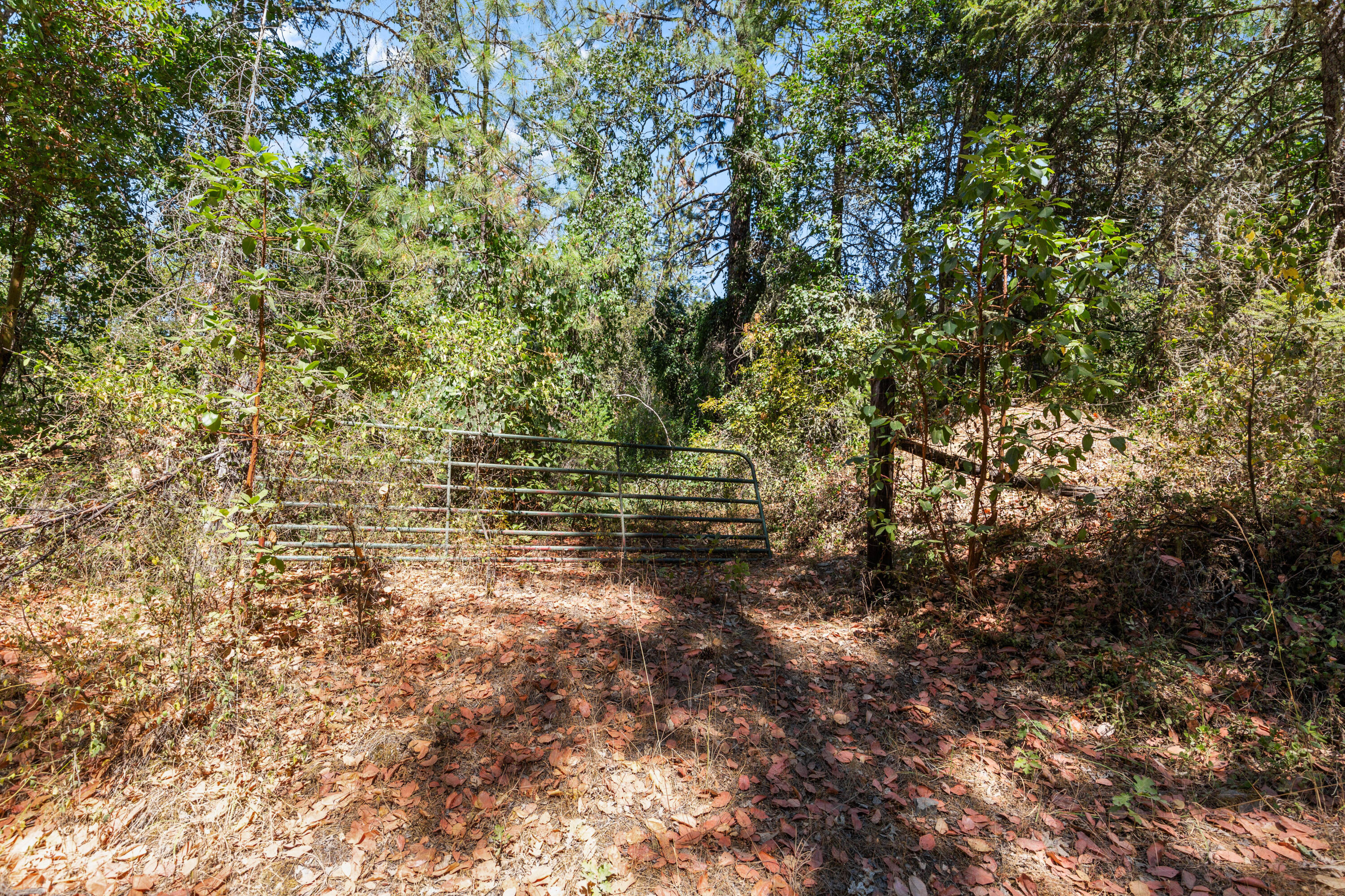 0 Hogan Road Jacksonville, OR 97530 - Photo 4 of 10 a backyard of a house with lots of green space