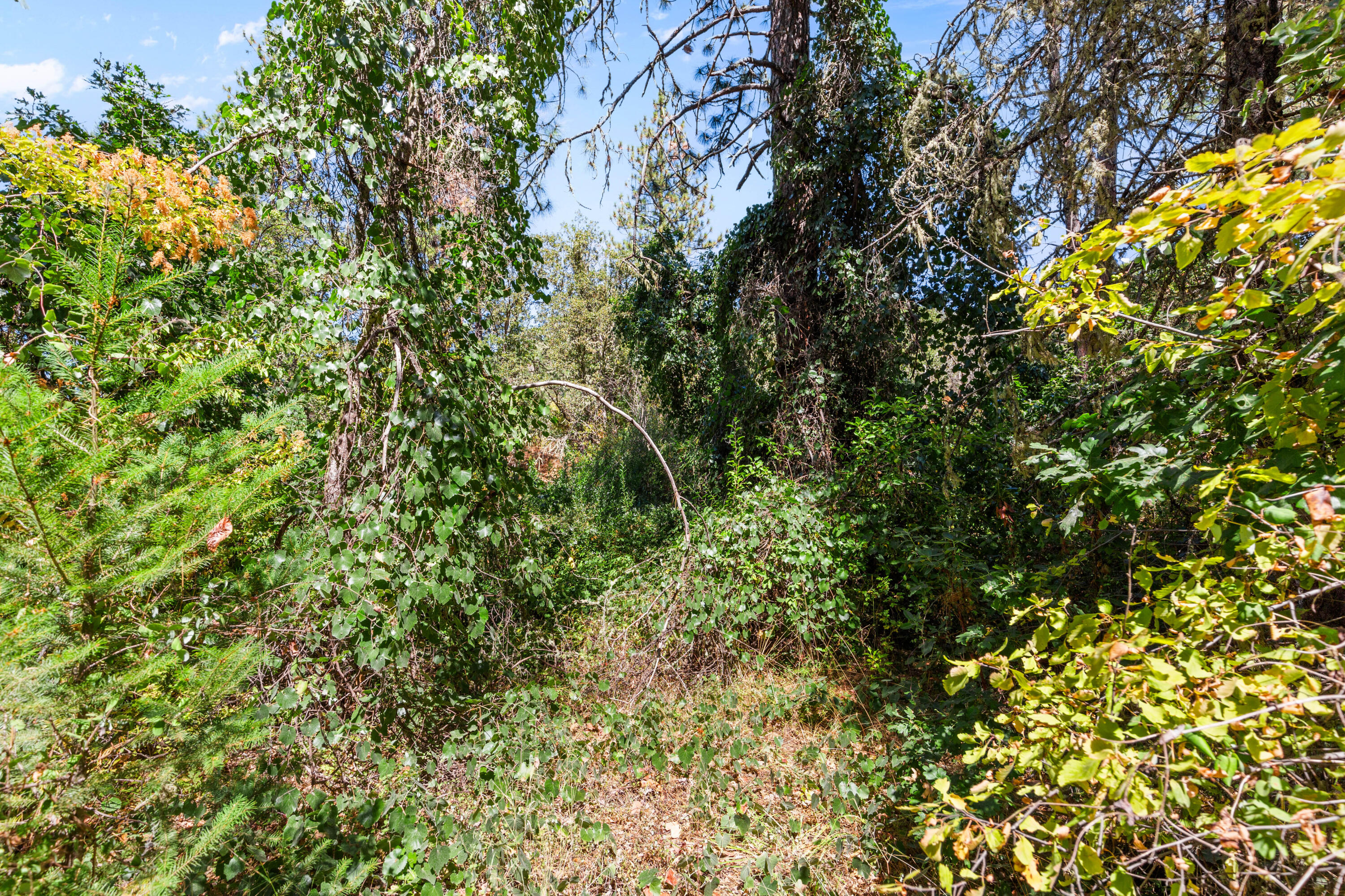 0 Hogan Road Jacksonville, OR 97530 - Photo 5 of 10 a view of a tree