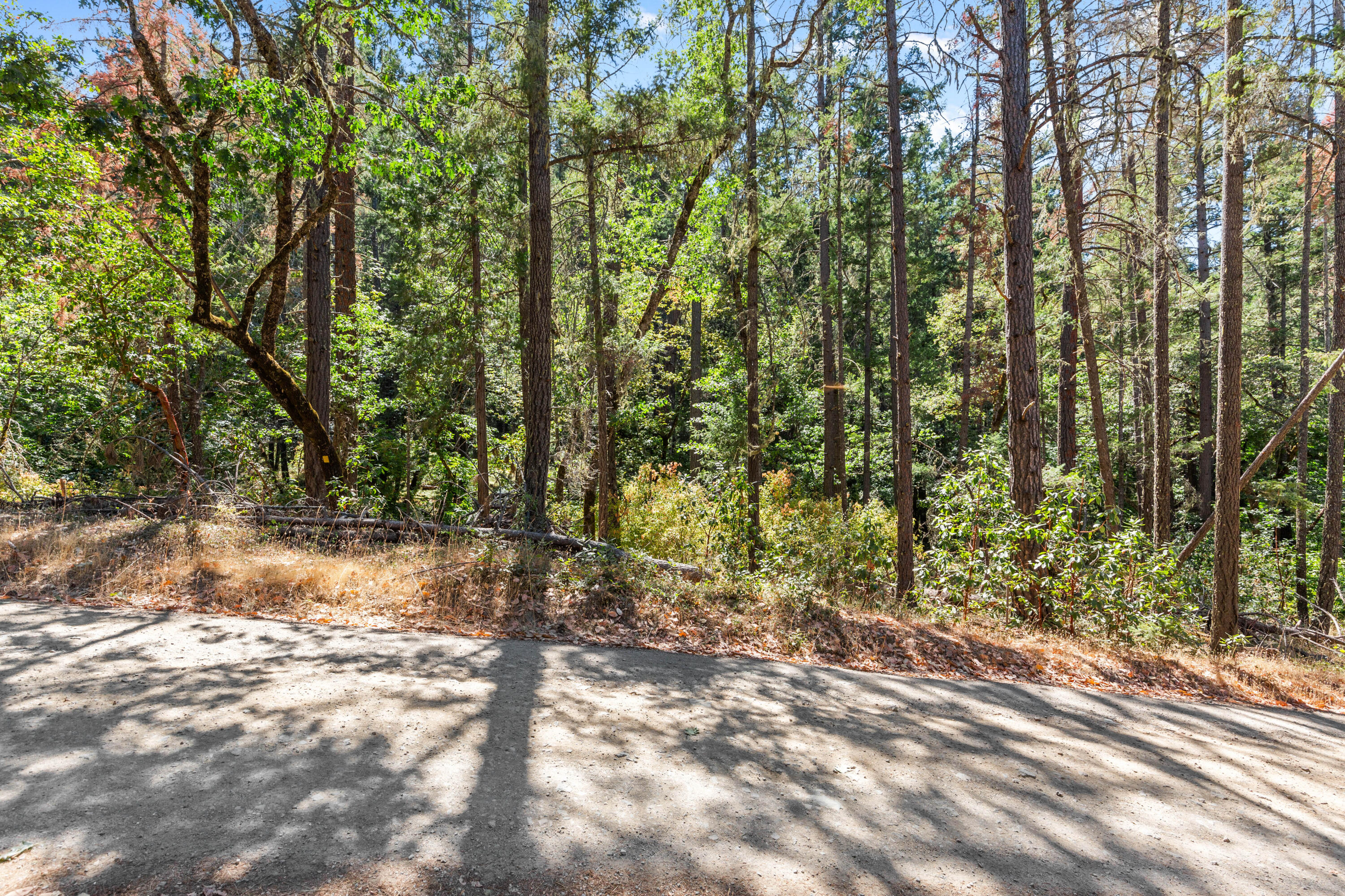 0 Hogan Road Jacksonville, OR 97530 - Photo 6 of 10 a view of a forest with trees