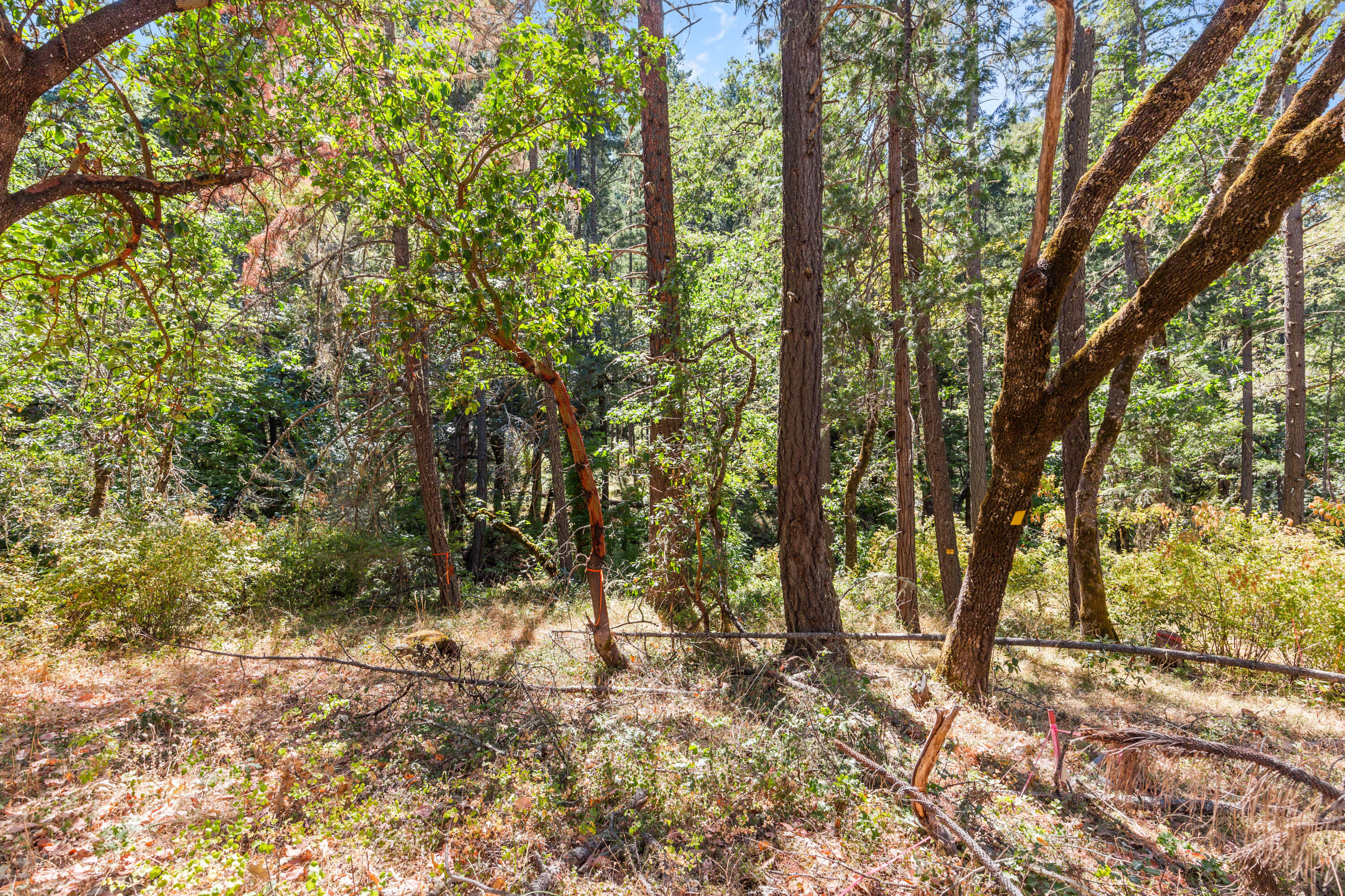 0 Hogan Road Jacksonville, OR 97530 - Photo 7 of 10 a view of outdoor space and trees
