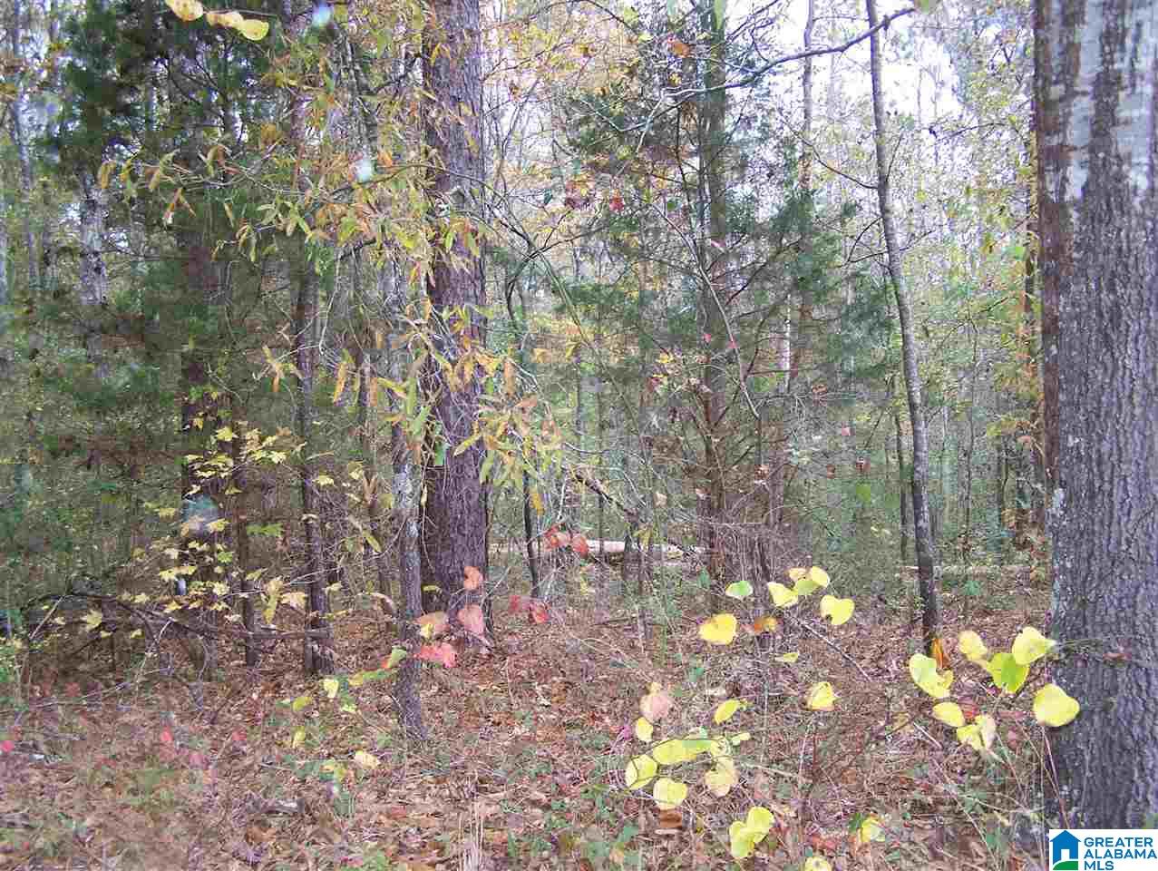 1 Cottaquilla Road Jacksonville, AL 36265 - Photo 7 of 8