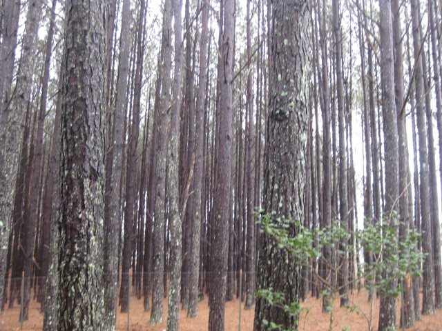 0 Otts Shoals Road Roebuck, SC 29376 - Photo 3 of 6