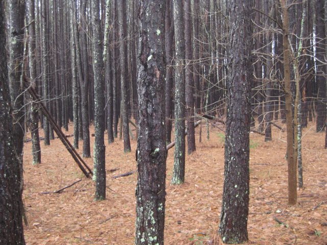0 Otts Shoals Road Roebuck, SC 29376 - Photo 5 of 6