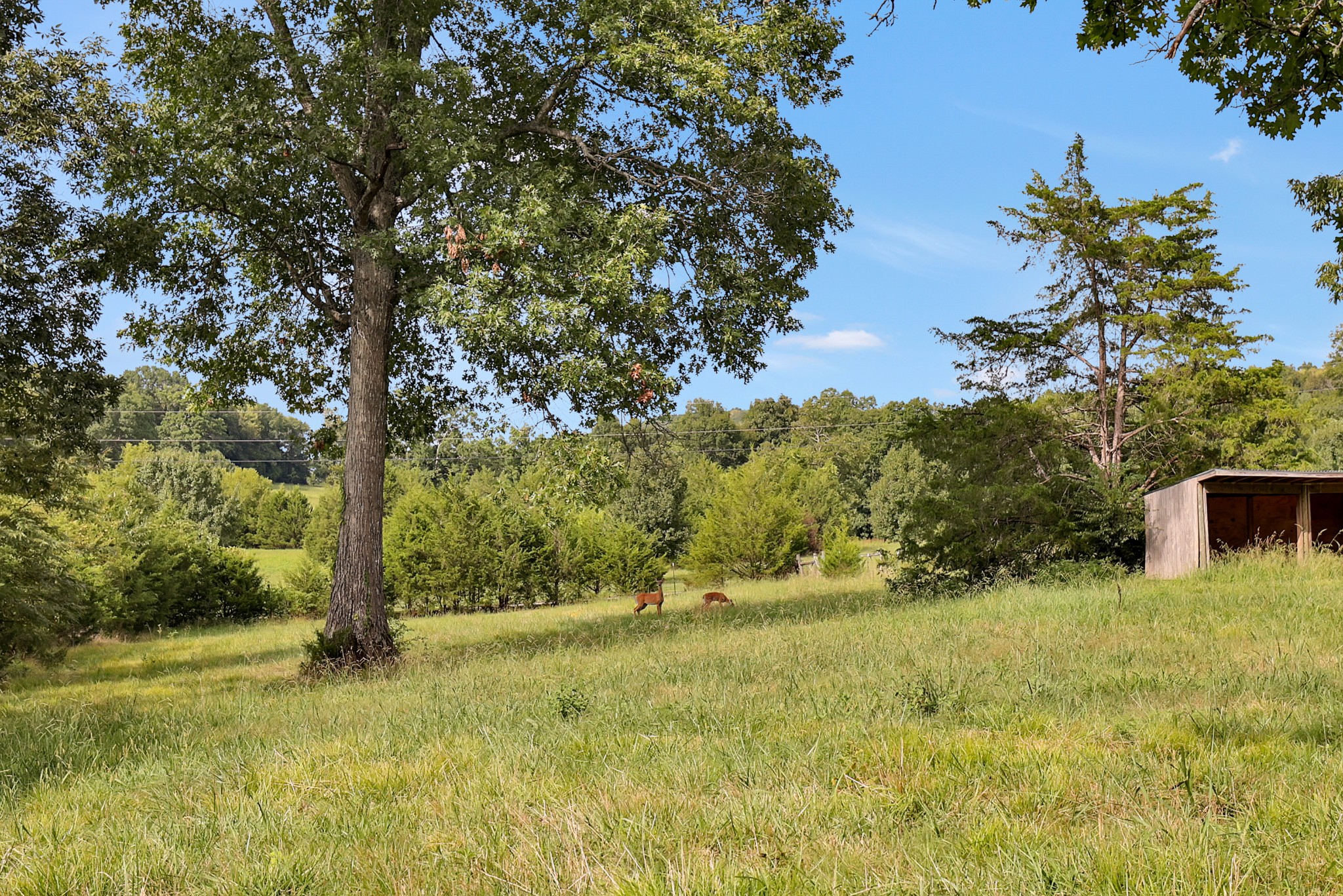 3701 West Trimble Road Milton, TN 37118 - Photo 60 of 69 Gallery Image 60