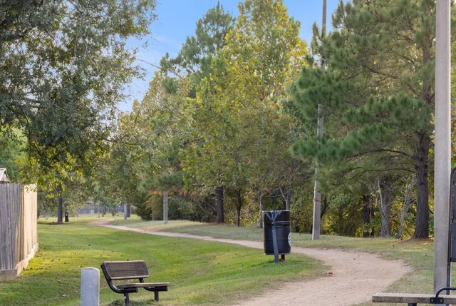 a park with large trees