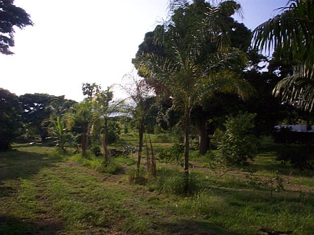 216 Painted Church Road Captain Cook, HI 96704 - Photo 4 of 8 Gallery Image 4