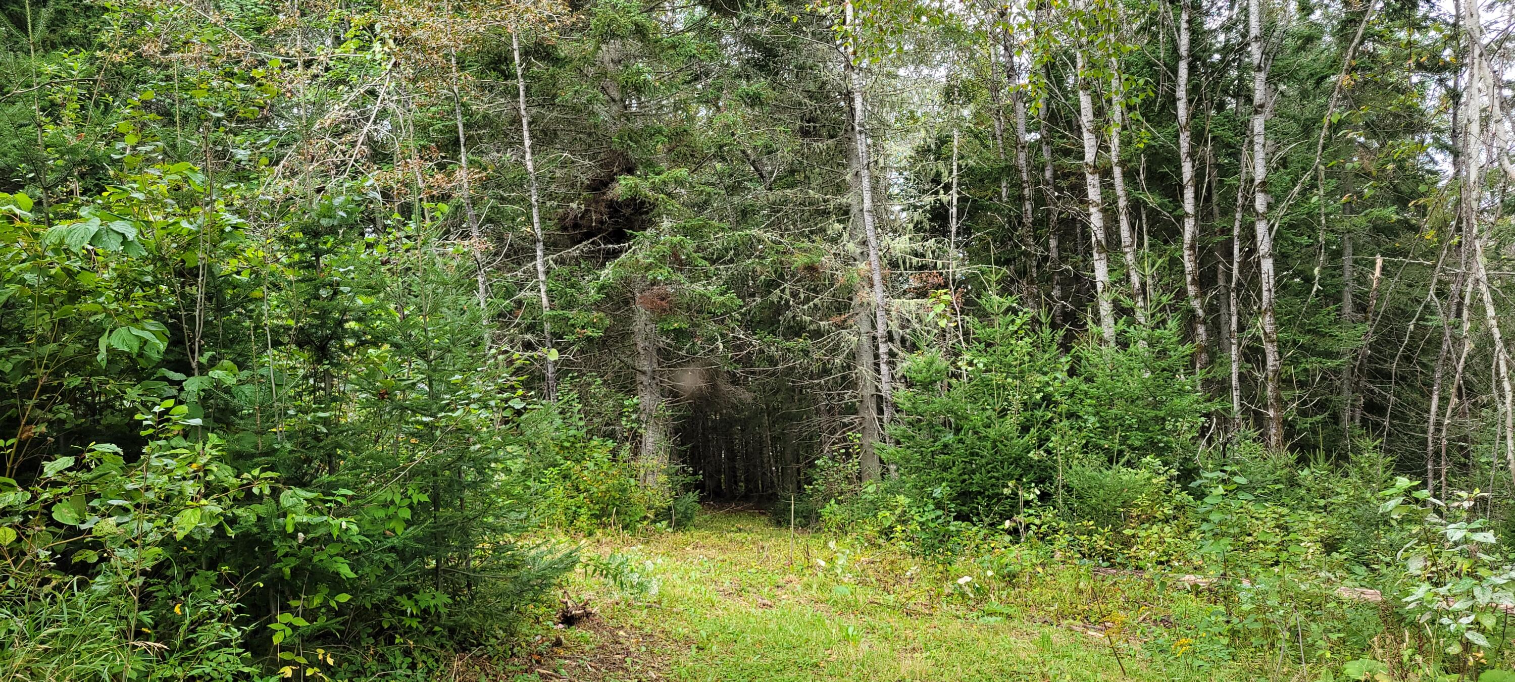 23 Map Road Grand Isle, ME 04746 - Photo 39 of 50 20230910_131548