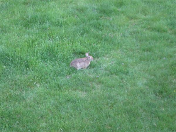 74 Jarvis Circle, Unit 74 Needham, MA 02492 - Photo 14 of 19