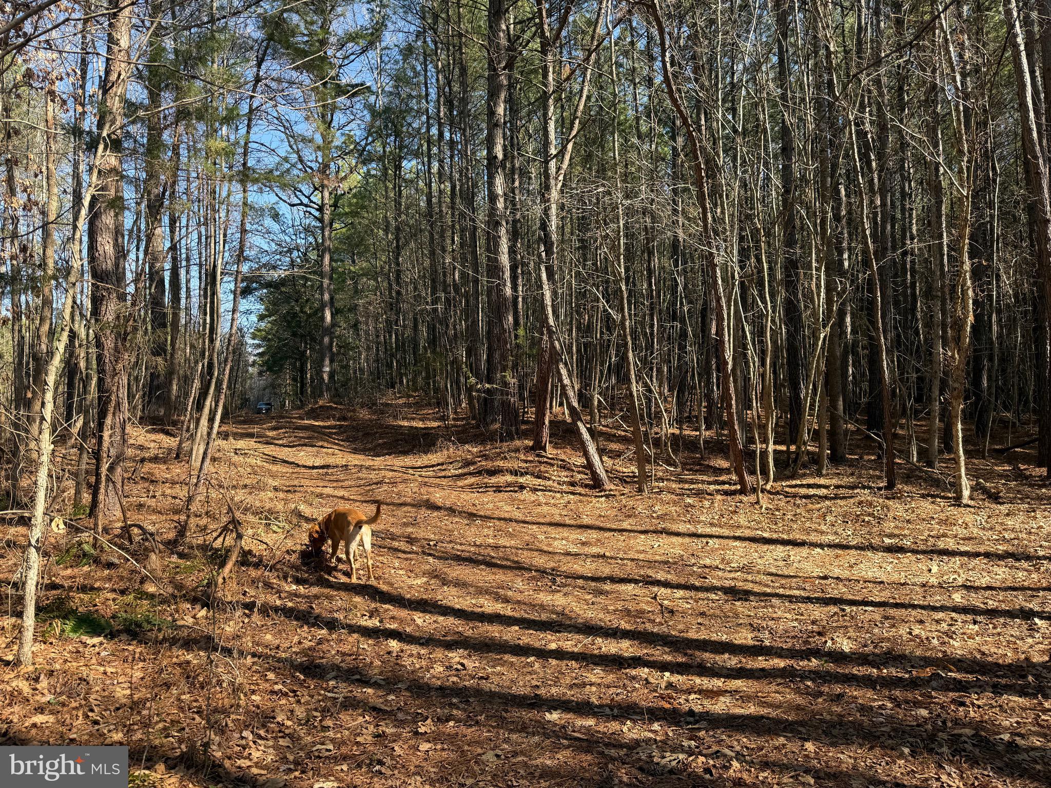 1 Maple Bridge Road Dillwyn, VA 23936 - Photo 13 of 23