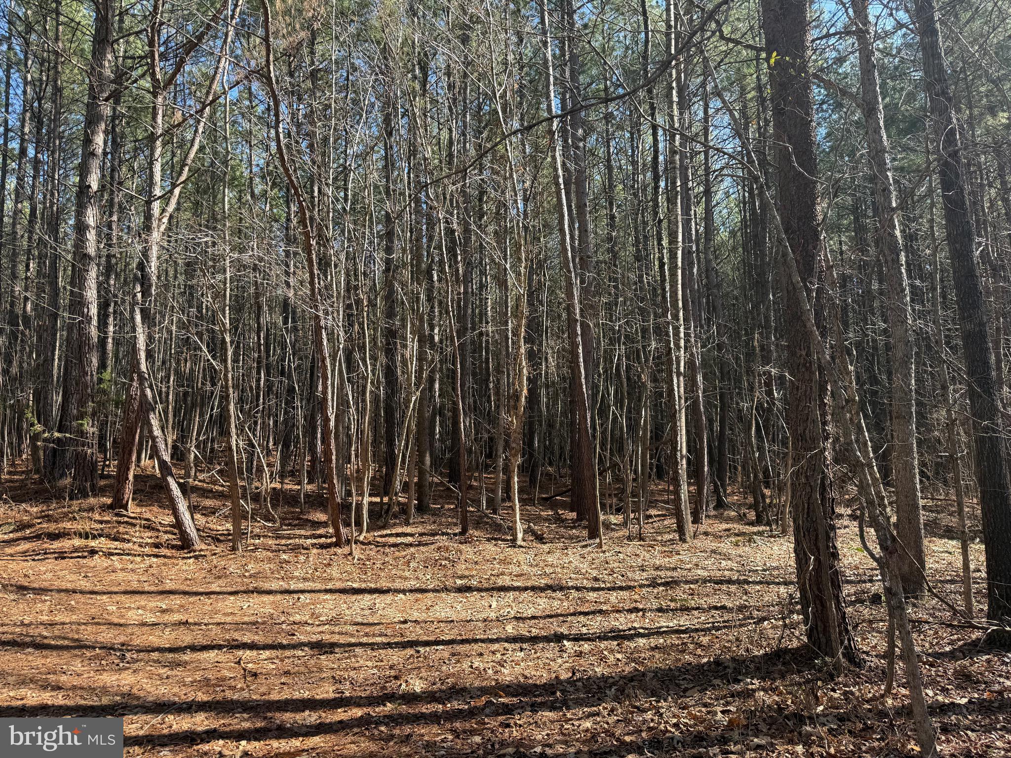 1 Maple Bridge Road Dillwyn, VA 23936 - Photo 14 of 23