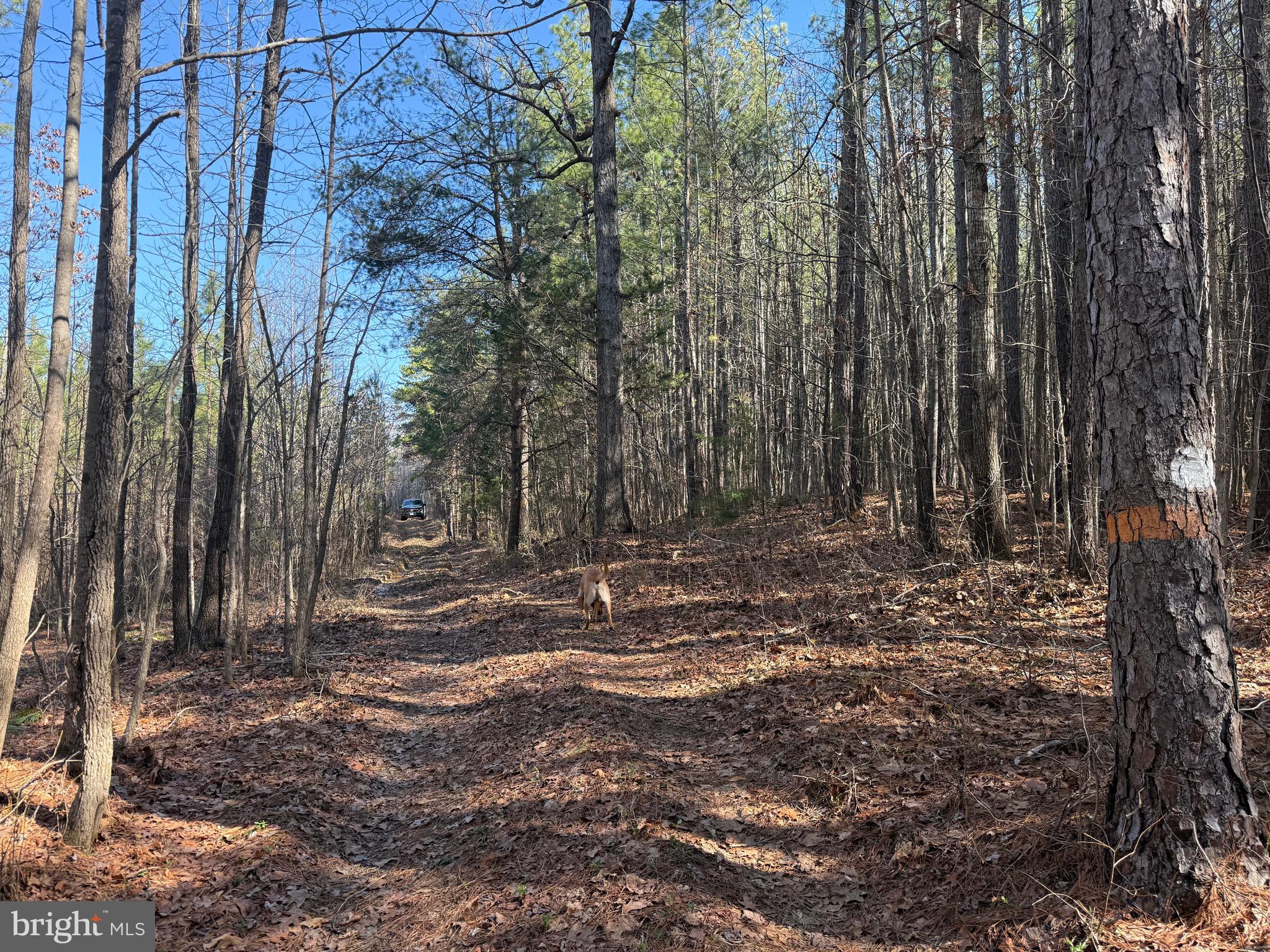 1 Maple Bridge Road Dillwyn, VA 23936 - Photo 19 of 23