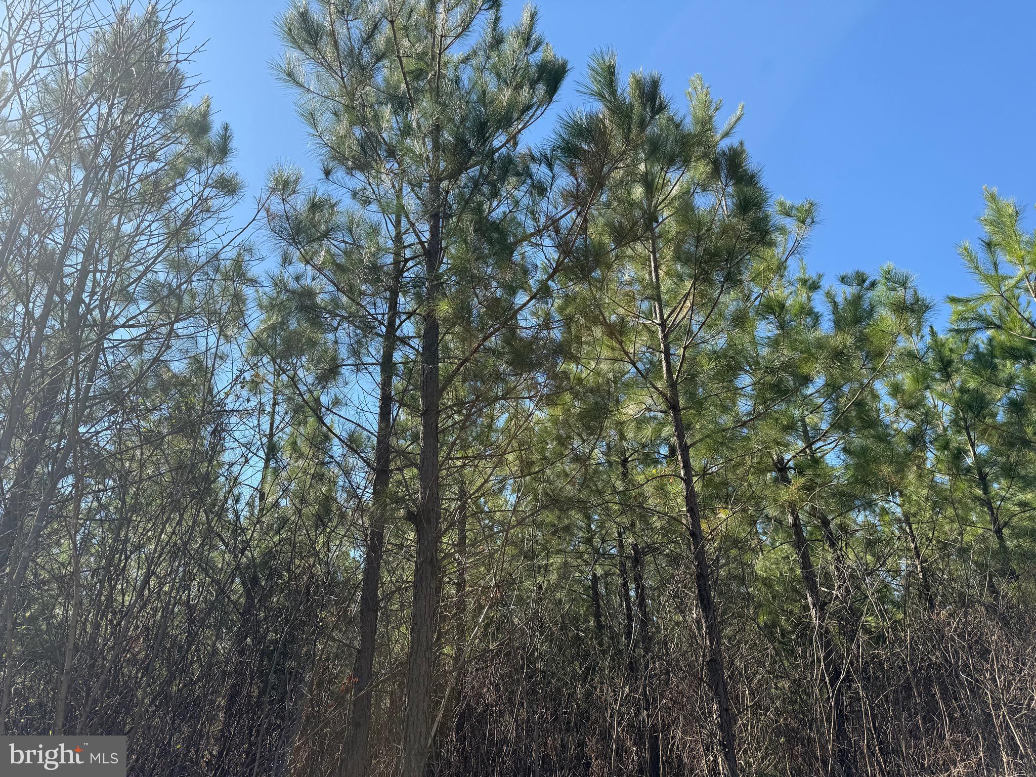 1 Maple Bridge Road Dillwyn, VA 23936 - Photo 20 of 23