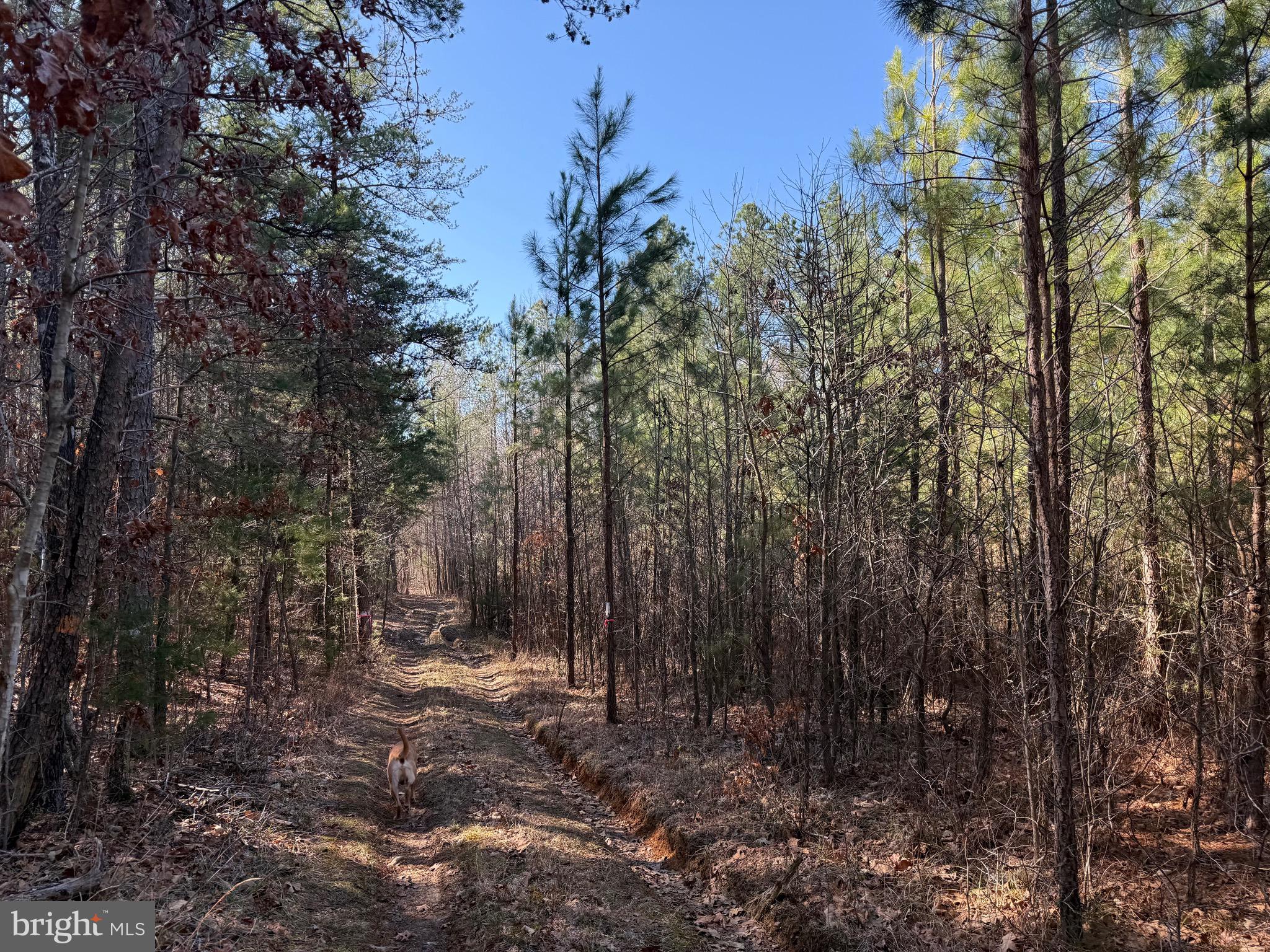 1 Maple Bridge Road Dillwyn, VA 23936 - Photo 2 of 23