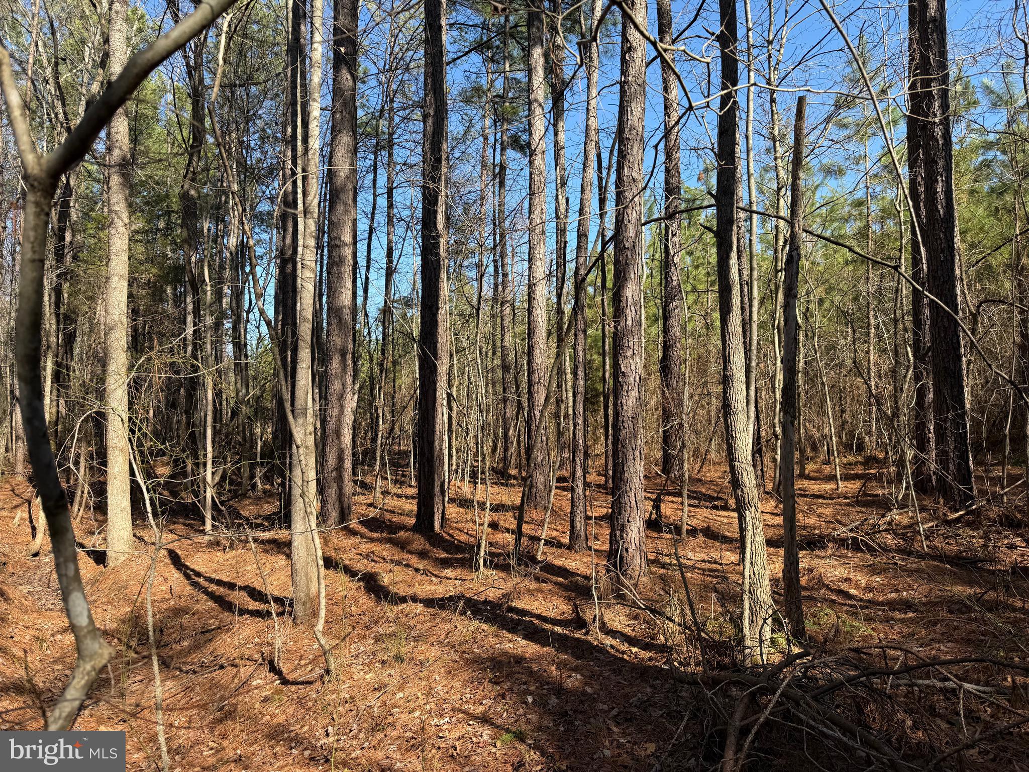 1 Maple Bridge Road Dillwyn, VA 23936 - Photo 22 of 23