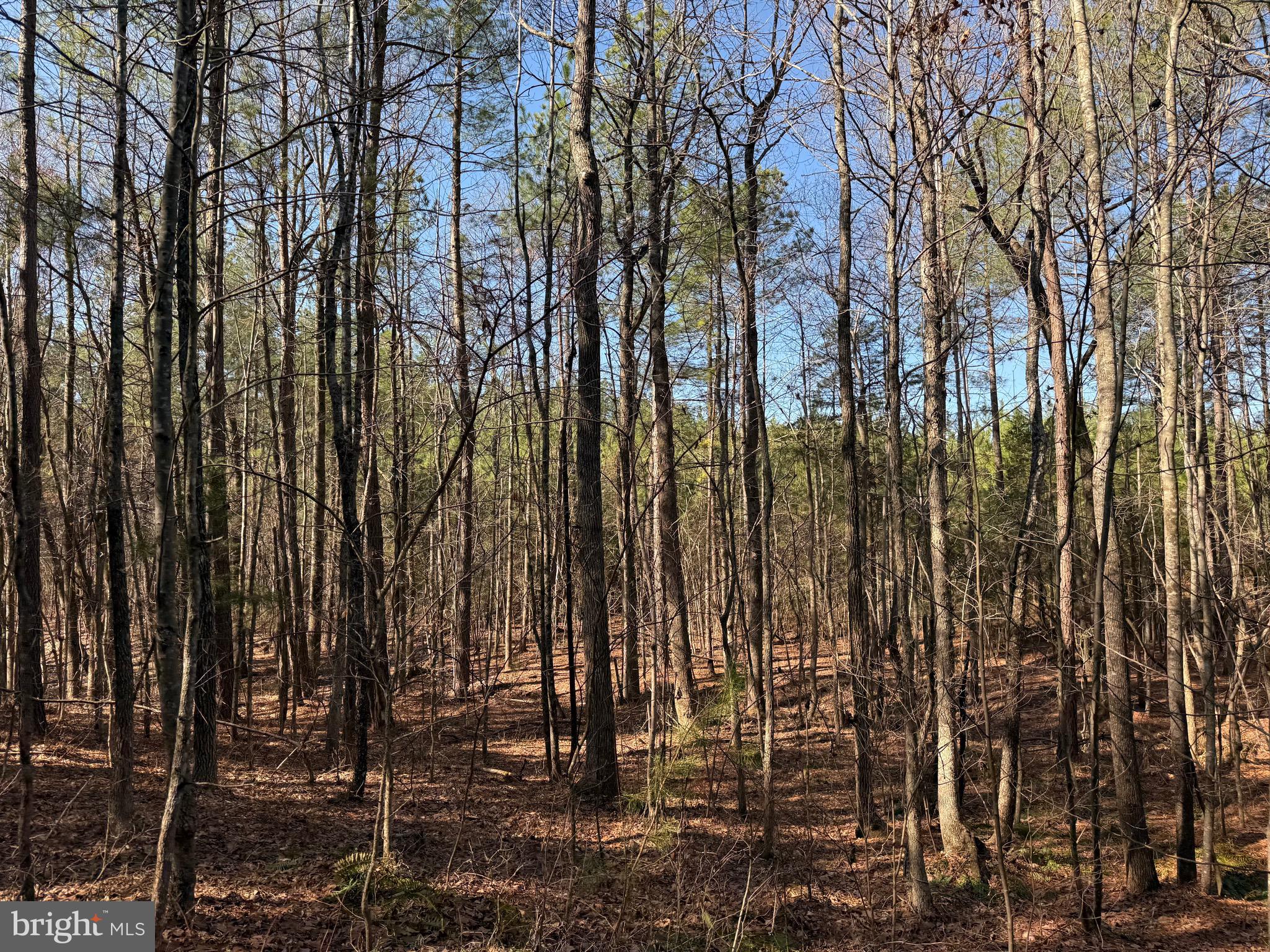 1 Maple Bridge Road Dillwyn, VA 23936 - Photo 3 of 23